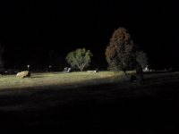 Meredith Music Festival 2013